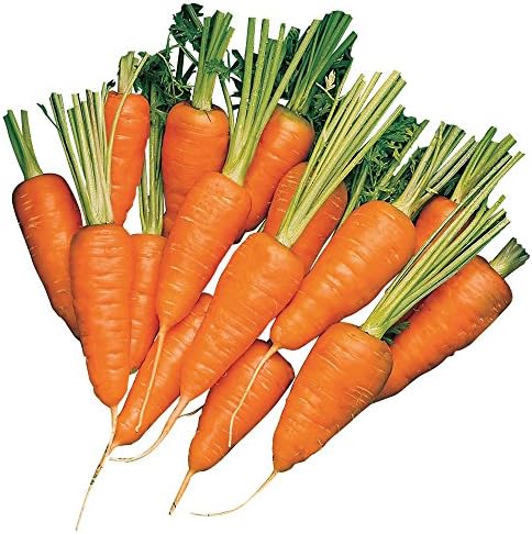 Burpee Short 'n Sweet Carrot Seeds 3000 seeds by Burpee