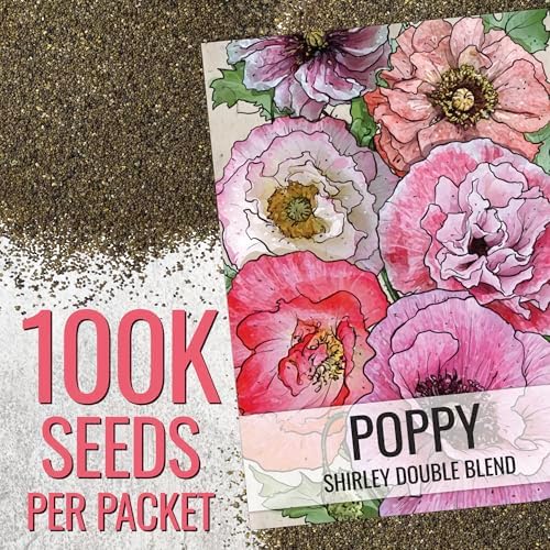 Seed Needs Poppy Seeds to Plant Shirley Double Mix 100,000 Seeds Bulk Pack - Image 3