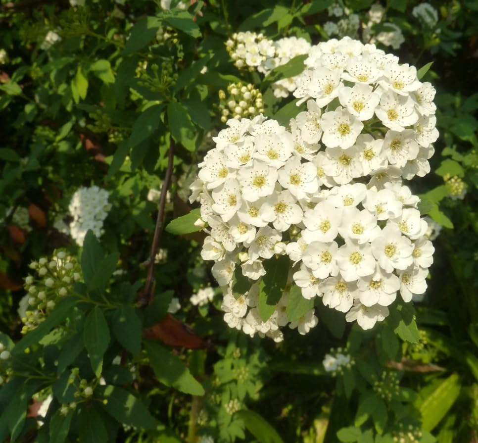 Snowmound Spirea Live Plant Dwarf White Mound Spirea Shrub Flowering Hardy Shrub 5-8" Tall Qt Pot - Image 7