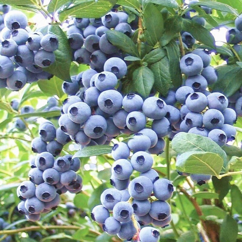 2 Highbush Blueberry Bushes Live Plants, Edible Fruit Plant, 4-7 Inch Tall - Image 6