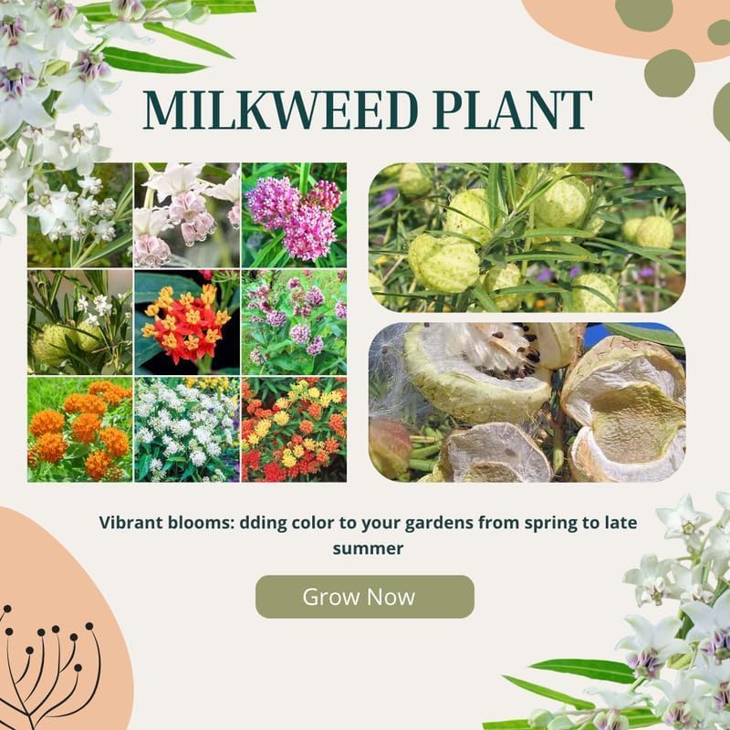 4 Mixed Milkweed Asclepias Live Plants, Flower Plant, 4-9 Inch Tall - Image 3
