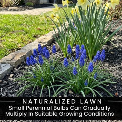 15 Grape Muscari Bulbs | Blue Spring Flowers for Garden Borders and Pots - Image 7