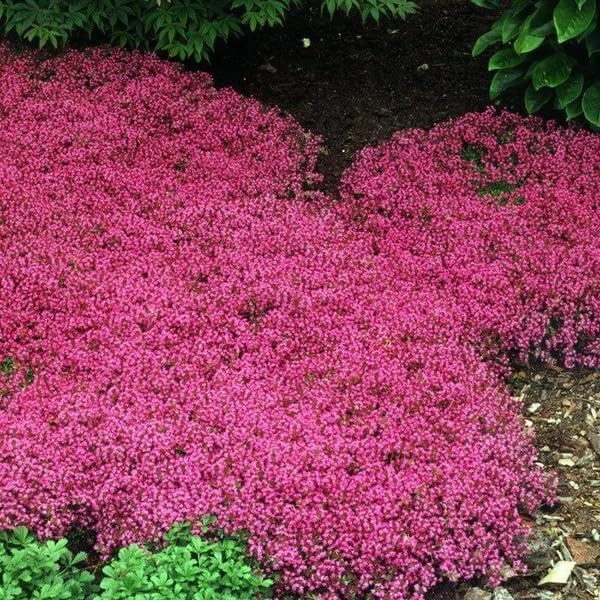 20000+ Red Creeping Thyme Seeds Ground Cover Plant Seeds Perennial- Non-GMO Heirloom Flower Creeping Thyme Seeds for Planting - Image 2