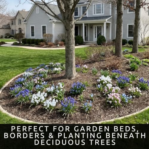 50 Fall Planting Bulbs Mix | Blue & Pink | Muscari, Squill & Starflower Mix - Image 4