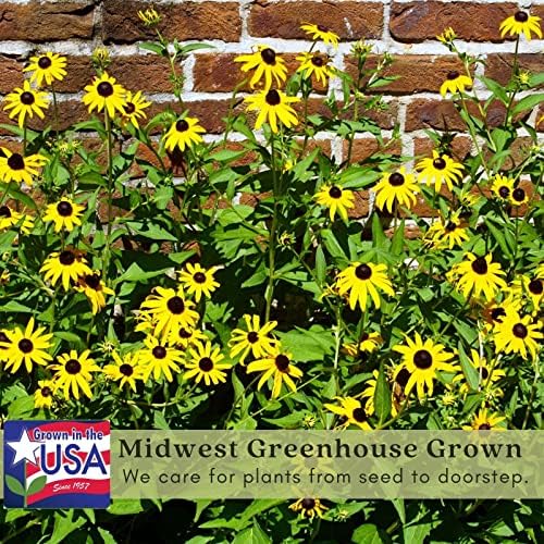 Clovers Garden Black Eyed Susan (Rudeckia) Plants – Two (2) Live Plants – Non-GMO - Not Seeds - Each 4" to 8" Tall – in 4" Inch Pots – Hardy Flowering Perennial, Pollinator Favorite - Image 4