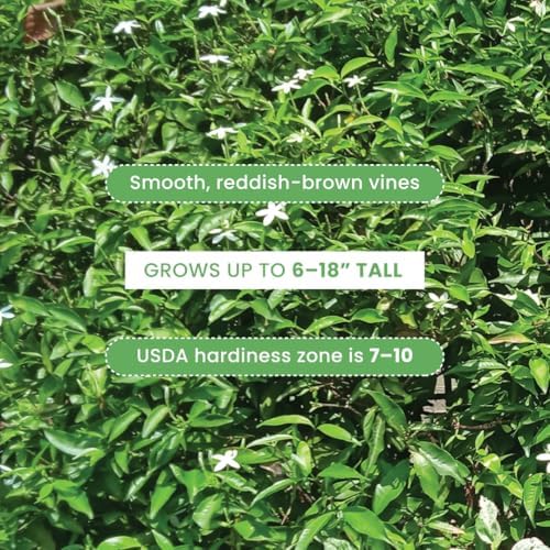 American Plant Exchange Asiatic Jasmine Minima – 6-Inch with Pot – Live Evergreen Groundcover Plant, Low Maintenance Greenery for Home, Garden Beds, or Landscape Borders - Image 7