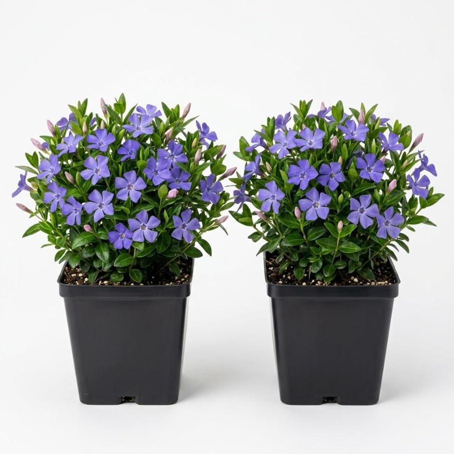 Pack of 2 Blue Vinca Plants for Ground Cover Plants, Creeping Myrtle Periwinkle Vinca Vine Flowering Plant 6-12" Tall 4" Pot by Unknown