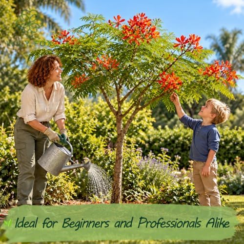Royal Poinciana Seeds for Planting, Delonix regia, Heirloom Non-GMO Flamboyant Flame Tree Seeds, High Germination Tropical Flowering Shade Tree for Landscapes and Bonsai Projects, 25 Count - Image 2