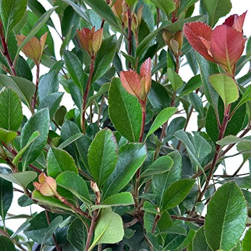 Snow White Indian Hawthorn, Live Evergreen Flowering Shrub, 3 Gallon - Image 3