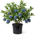 Legacy Blueberry Bush Live Plant Vibrant Blue Berries Blueberry Plant Live for Planting, 5-10 Inc Tall 4 Inc Pot by Unknown