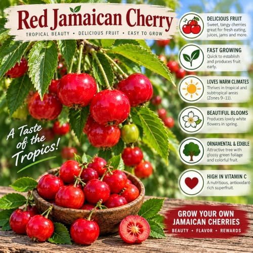 2 Red Jamaican Cherry Tree - Strawberry Tree Starter Live Plant (2 Pack) - Image 3