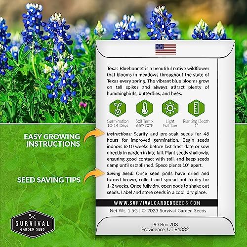 Texas Bluebonnet Seeds for Planting - 5 Packs - Image 2