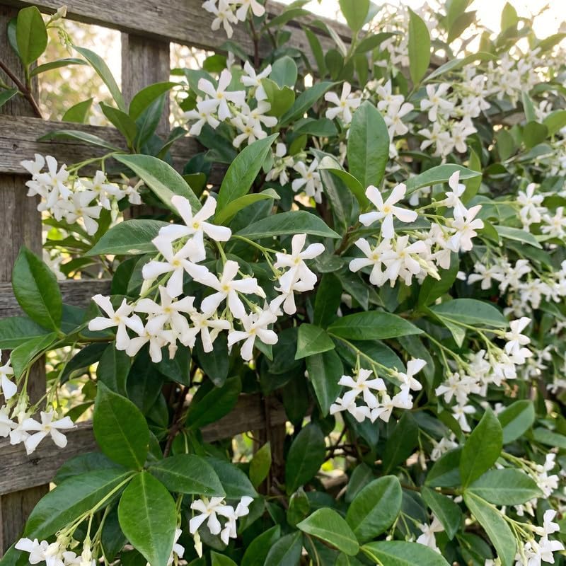 Star Jasmine Vine Live Plant, Patio Container Flower, 4-7 Inches - Image 2