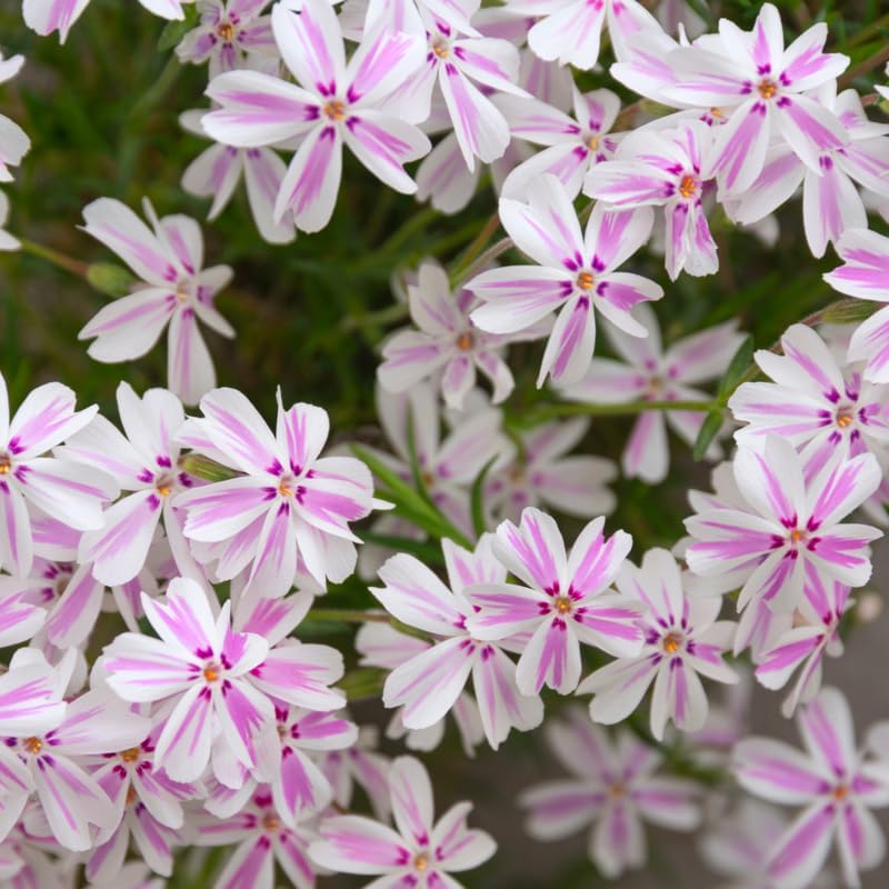 2 White Pink Creeping Phlox Live Plants, Perennial Flowers, 4" Pot - Image 5