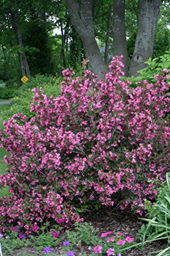 Proven Winners - Weigela Florida Wine & Roses (Weigela) Shrub, Pink Flowers, #2 - Size Container - Image 4