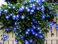 Blue Morning Glory Climbing Vine | 100 Seeds to Plant | Beautiful Flowering Vine by CZGrain