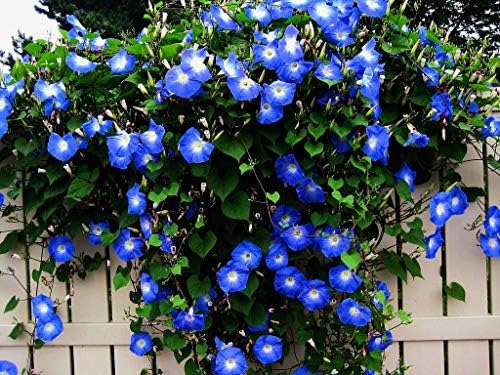 Blue Morning Glory Climbing Vine | 100 Seeds to Plant | Beautiful Flowering Vine by CZGrain