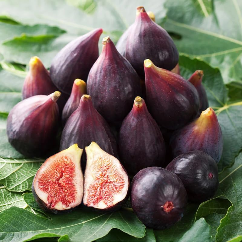Fig Tree. Set of 4 Starter Live Plants (Collection) - Image 5