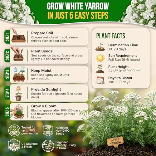 White Yarrow Seeds Pack 0.25 G - Over 2000 Non-GMO Heirloom Yarrow Seeds for Planting Herbs in Individual Seed Packet, Herbs Seeds for Planting Home Garden Indoor & Outdoor Gardening - Image 6