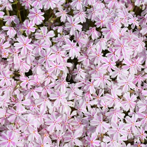 3 White Pink Creeping Phlox Plants, Perennial Ground Cover 4-6 Inches - Image 3