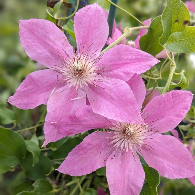 Pink Clematis Vine Plant, Clematis Vine Plants Live in 2.5 Inch Pot - Image 3
