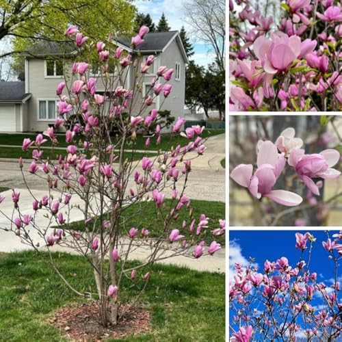 Jane Magnolia Tree Live Plant, Blooming Shrub, 4-8 Inch Tall - Image 5