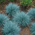 50+ Blue Fescue Ornamental Grass/Perennial Festuca/Drought Tolerant/Sun or Shade by Unknown