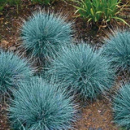 50+ Blue Fescue Ornamental Grass/Perennial Festuca/Drought Tolerant/Sun or Shade by Unknown