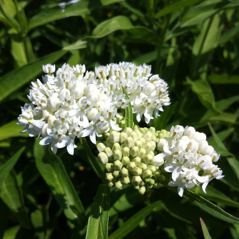 2 White Milkweed Live Plants, Perennial Flower Plant, 4-8 Inch Tall - Image 5