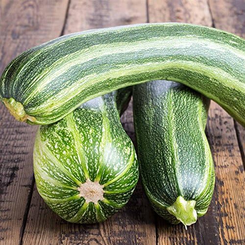 Mountain Valley Seed Co Italian Striped Zucchini Summer Squash Garden Seeds by MountainValleySeedCompany