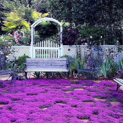 18000+ Magic Creeping Thyme Seeds for Planting - Ground Cover Plants Heirloom, Perennial Thyme Non-GMO Thymus Serpyllum Seed - Image 5