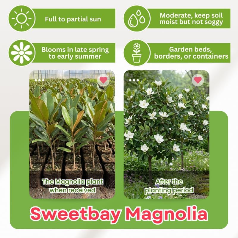 Sweetbay Magnolia Flower Tree, Hardy Ornamental Flowering Plant, Gallon Pot - Image 3
