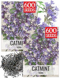 Seed Needs Catmint Seeds to Plant an Herb Garden - 2 Packs by SeedNeeds