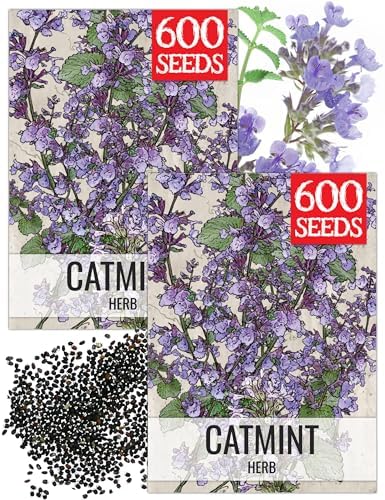 Seed Needs Catmint Seeds to Plant an Herb Garden - 2 Packs by SeedNeeds