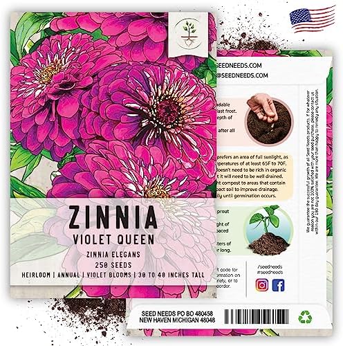 Seed Needs Violet Queen Zinnia Seeds to Plant Cut Flowers - 5 Packs - Image 6