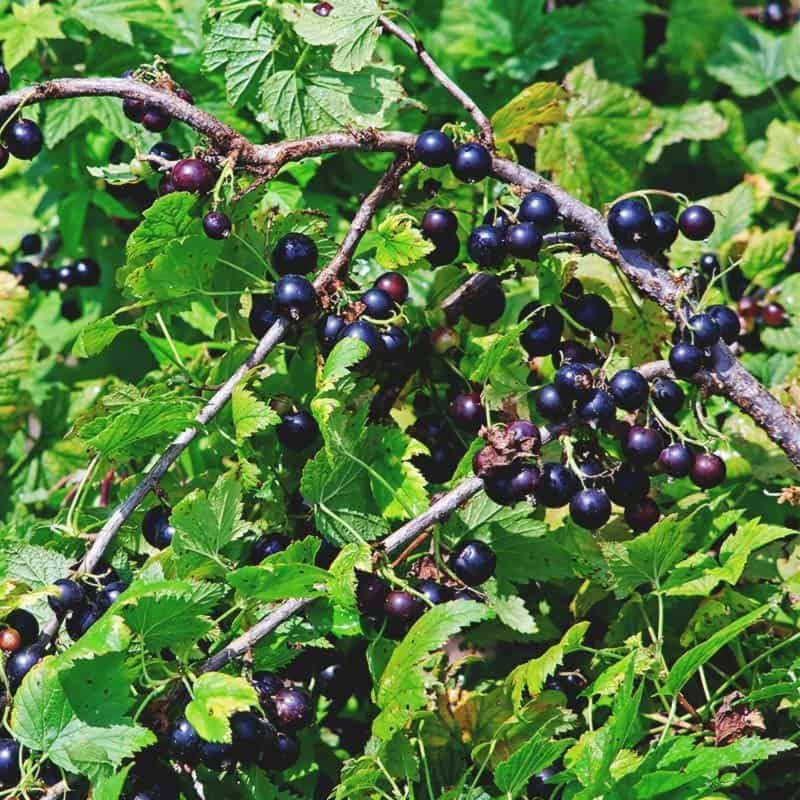 Black Currant Bush Live Plant, Cold Hardy Berry Fruit Shrub, 5-9 Inch Tall - Image 4