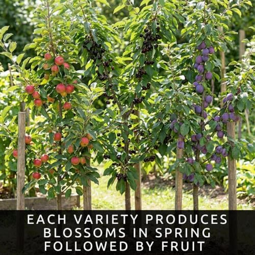 Backyard Orchard Fruit Trees | 2 Apple 2 BlackBerry, 2 Black Cherry | 6 Plants - Image 2