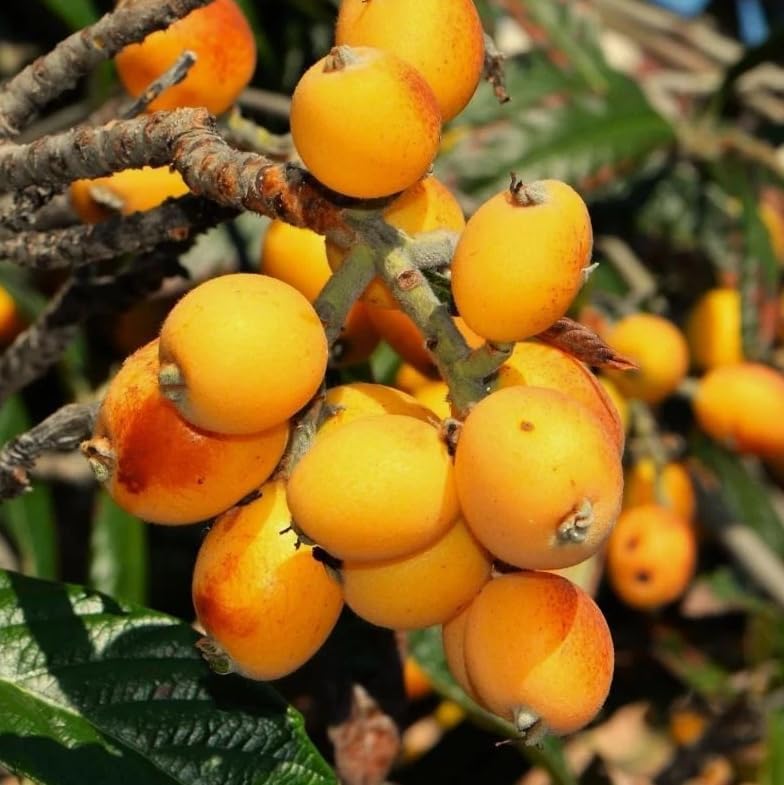 Set of 2 Yellow Loquat Tree Live Plants 3-5" Tall, Tropical Fruit Loquat Plant Sweet Loquats Trees, No Pot - Image 3