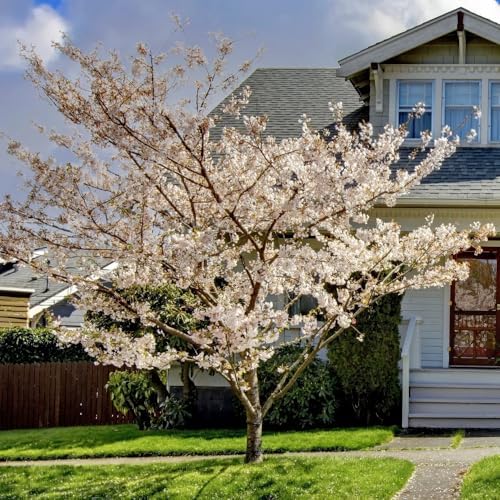 Snow Cherry Blossom Tree, Ornamental Plant Live, 6-12" Tall, in Pot - Image 4