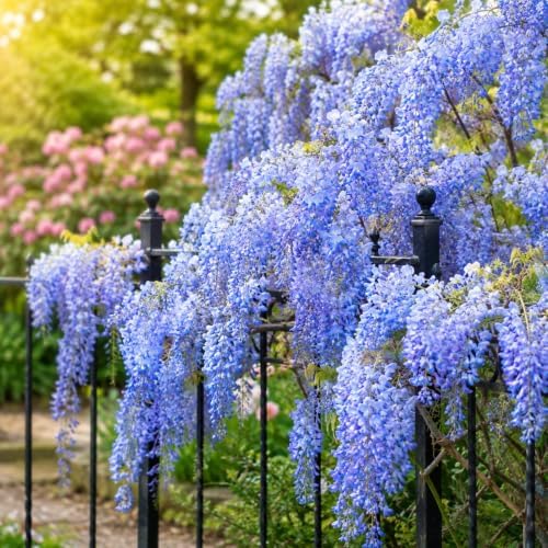 Blue Wisteria Live Plant, 2.5" Pot, Vigorous Growing Climbing Vine, Easy Care Flowering Vine, Cold-Hardy Plant for Outdoor Garden, Patio and Backyard by GINGERGLOW