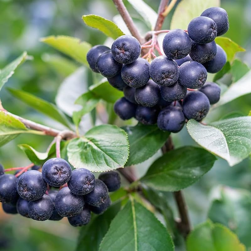 Black Chokeberry Tree Live Plant, Outdoor Berry Bush, 6-12 Inch Tall - Image 7
