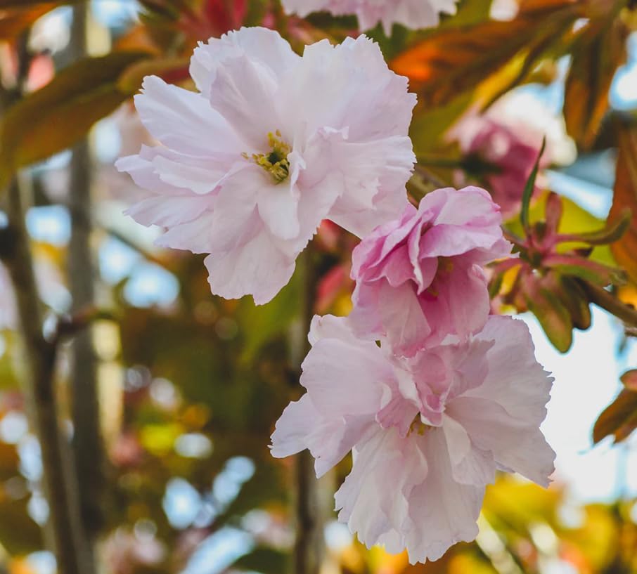 Kwanzan Flowering Cherry Trees Live Plant Cherry Blossom Tree, Ornamental Tree Double Pink Blooms, 6-12" Tall in Small Pot - Image 7