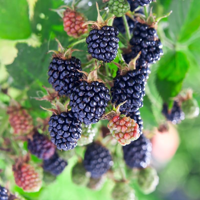2 Triple Crown BlackBerry Live Plants, Thornless Berry Plant, 5-8" Tall - Image 3