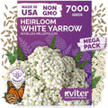 7,000 White Yarrow Heirloom Flower Seeds for Planting, Achillea Millefolium by KVITER