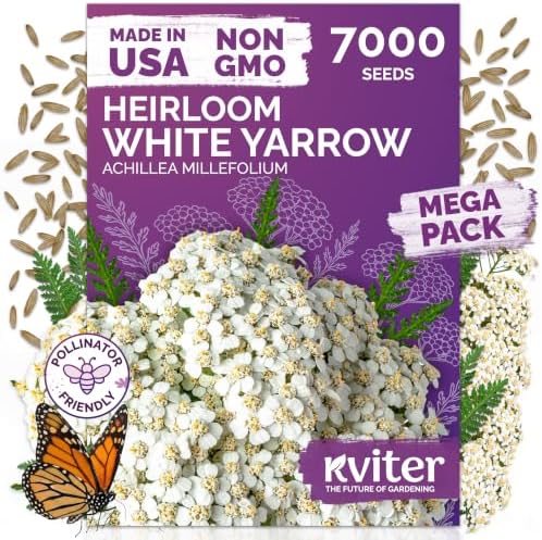 7,000 White Yarrow Heirloom Flower Seeds for Planting, Achillea Millefolium by KVITER