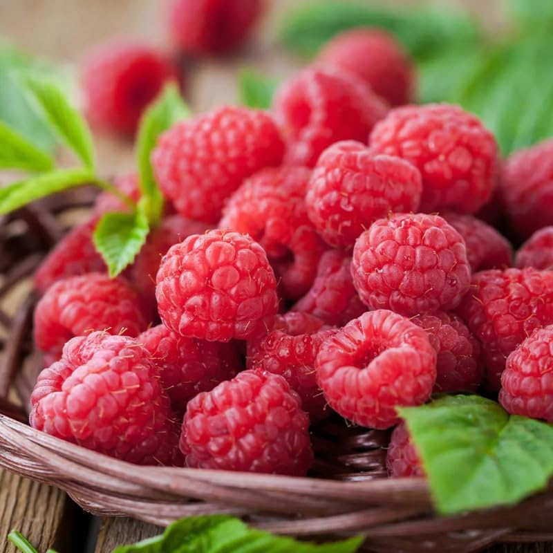 2 Caroline Red Raspberry Plants Live, Berry Bush, 4-8" Tall - Image 2