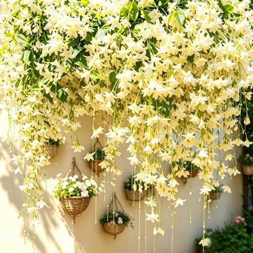 Climbing Weeping Jasmine Flower Seeds for Planting, 350+pcs Perennial Fragrant Climber Jasmine Seeds Plants, Heirloom Non-GMO Hummingbirds Flowers for Home Garden Outdoors - Image 6