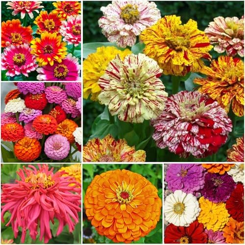 Seed Needs Zinnia Seeds Original Crazy Blend 5,000 Seeds Heirloom Bulk Pack - Image 2