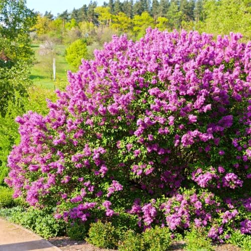 Purple Lilac Plant Live, Flowering Shrub, 8-12 Inch Tall, Bare Root - Image 7