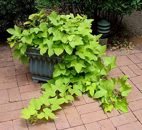 American Plant Exchange Lime Sweet Potato Vine – 6-Inch Pot – Live Trailing Foliage Plant, Fast-Growing Ornamental Vine for Hanging Baskets, Patio Containers & Garden Borders - Image 3